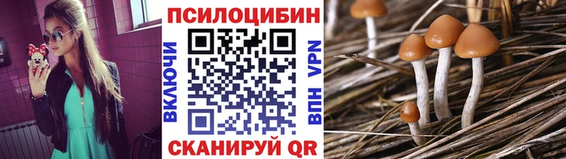 Купить где  Дальнегорск  Псилоцибиновые грибы Psilocybe 